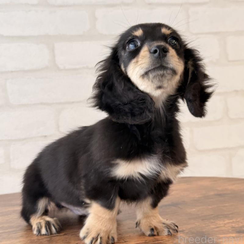 販売中の大阪府のミニチュアダックスフンド(ロングヘアード)-439919の5枚目