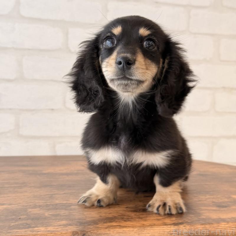 販売中の大阪府のミニチュアダックスフンド(ロングヘアード)-439919の4枚目