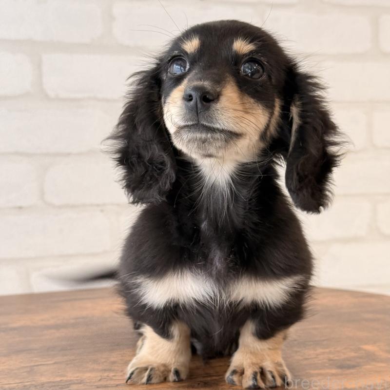 販売中の大阪府のミニチュアダックスフンド(ロングヘアード)-439919