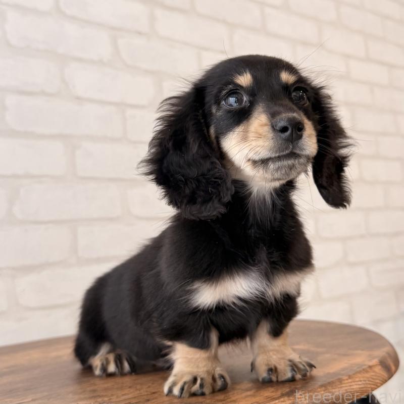 販売中の大阪府のミニチュアダックスフンド(ロングヘアード)-439919の3枚目