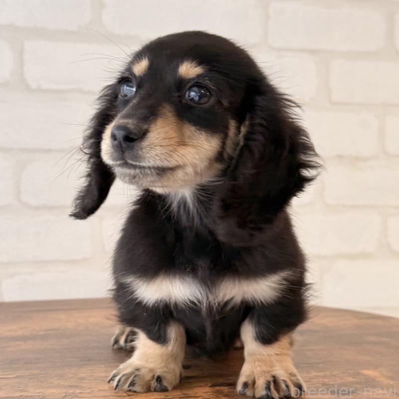 販売中の大阪府のミニチュアダックスフンド(ロングヘアード)-439919の2枚目