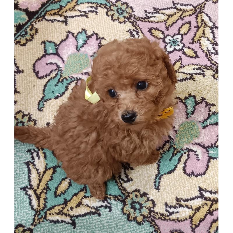 販売中の奈良県のトイプードル-438342の3枚目