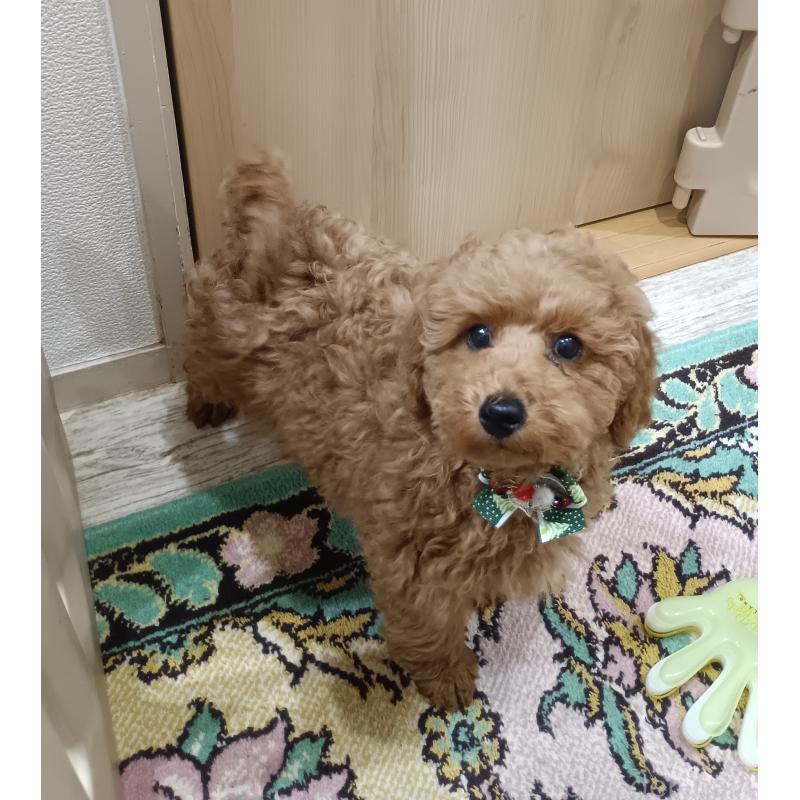 販売中の奈良県のトイプードル-438344の2枚目