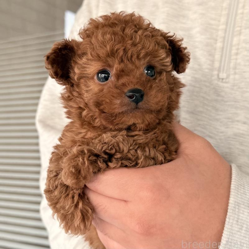 販売中の大阪府のトイプードル-446824の8枚目