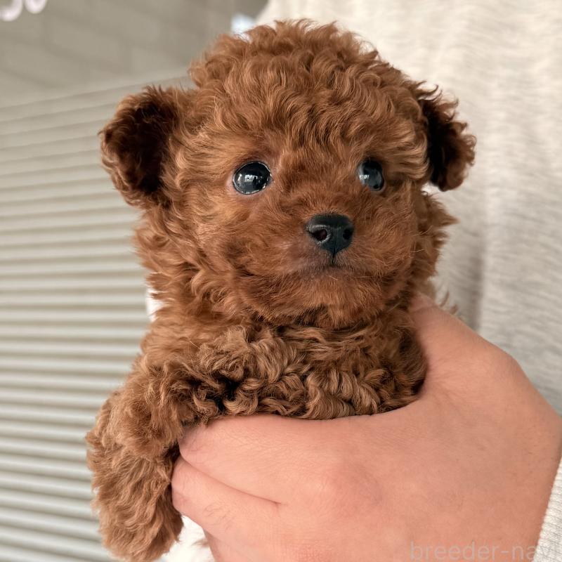 販売中の大阪府のトイプードル-446824の7枚目