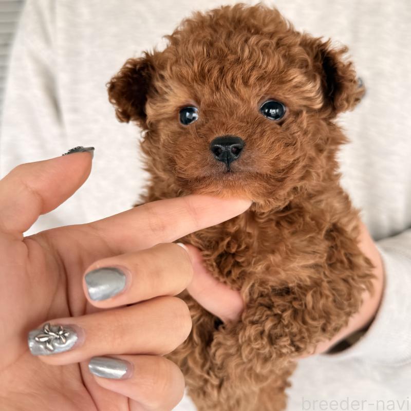 販売中の大阪府のトイプードル-446824の6枚目