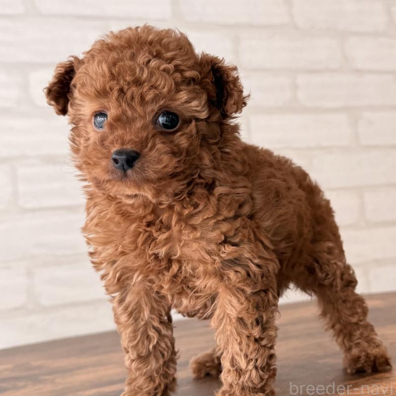 販売中の大阪府のトイプードル-446824の5枚目