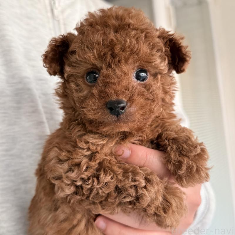 販売中の大阪府のトイプードル-446824の4枚目