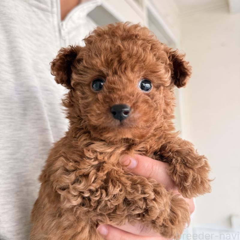 販売中の大阪府のトイプードル-446824の3枚目