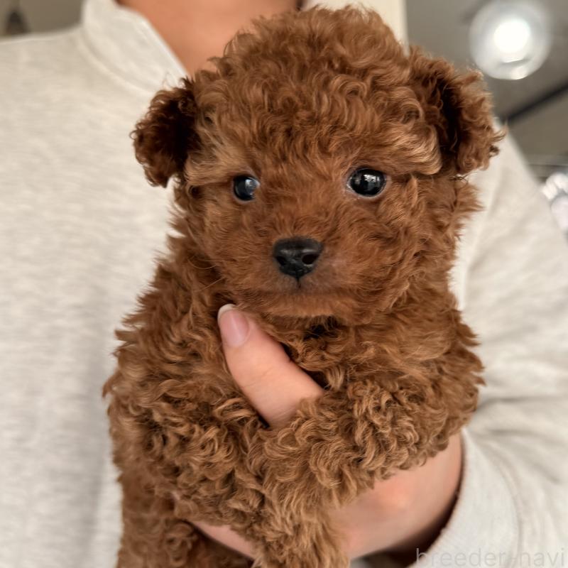 販売中の大阪府のトイプードル-446824の2枚目