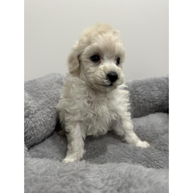 販売中の兵庫県のトイプードル-446812の10枚目