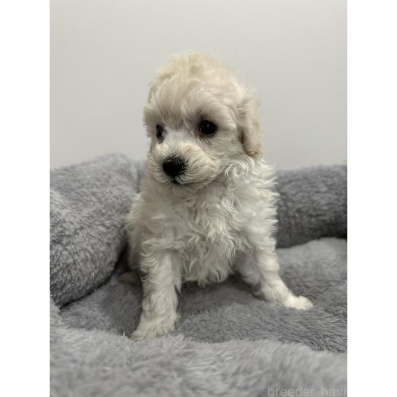 販売中の兵庫県のトイプードル-446812の9枚目