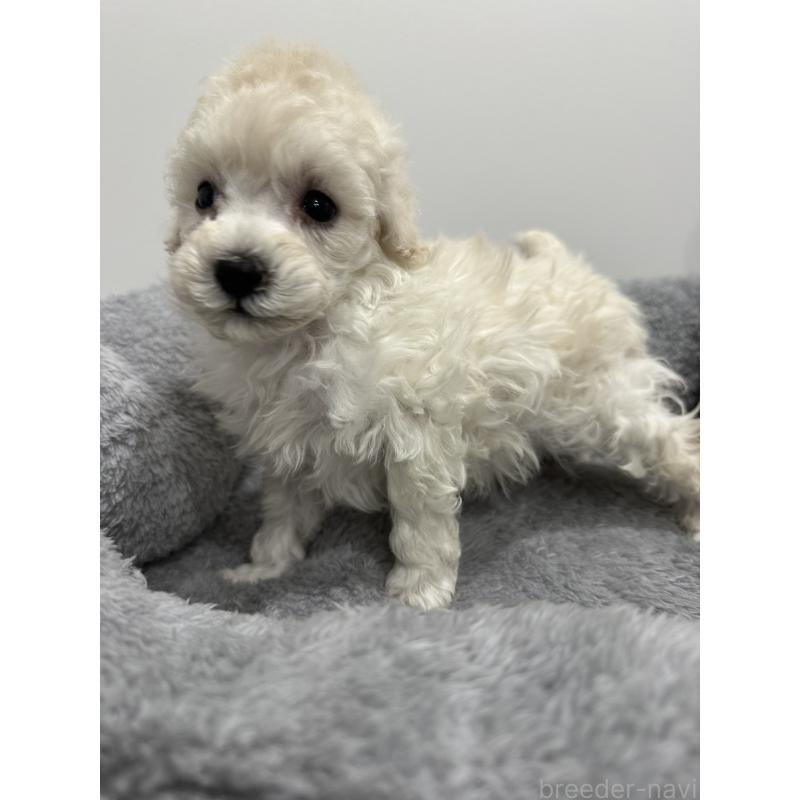 販売中の兵庫県のトイプードル-446812の8枚目
