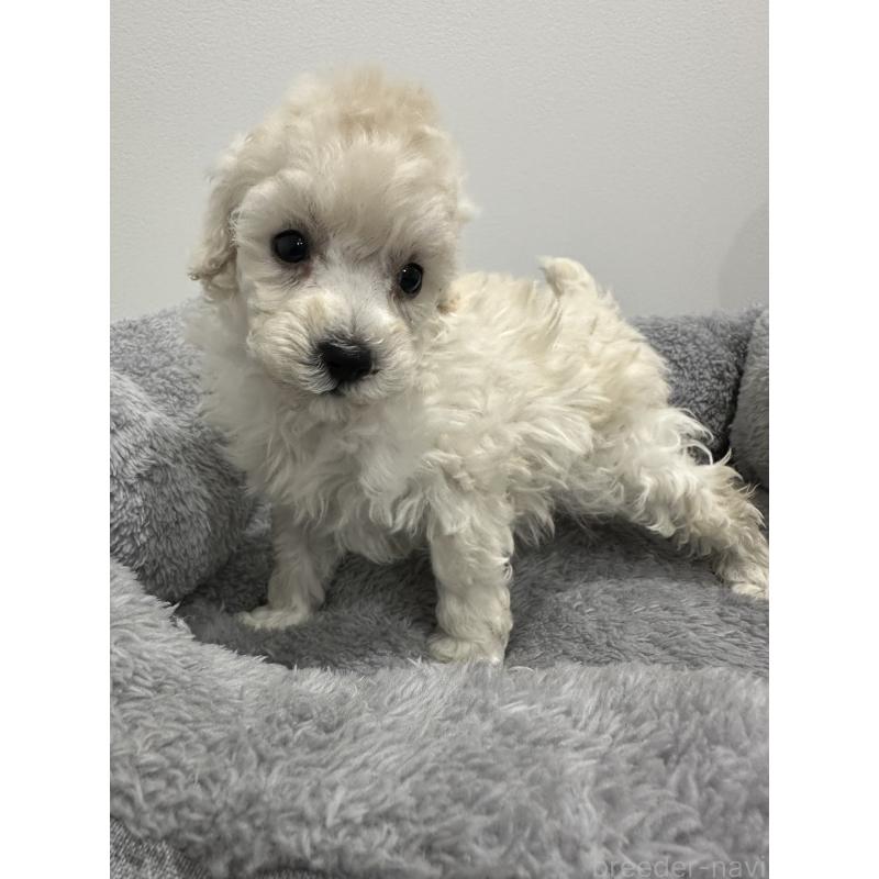 販売中の兵庫県のトイプードル-446812の7枚目