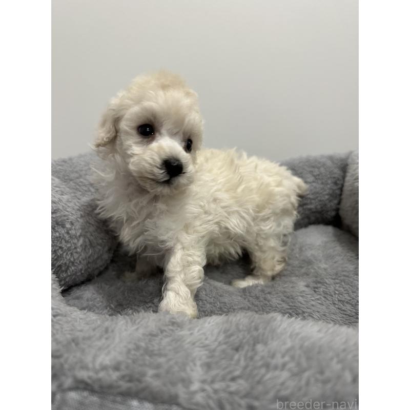 販売中の兵庫県のトイプードル-446812の6枚目