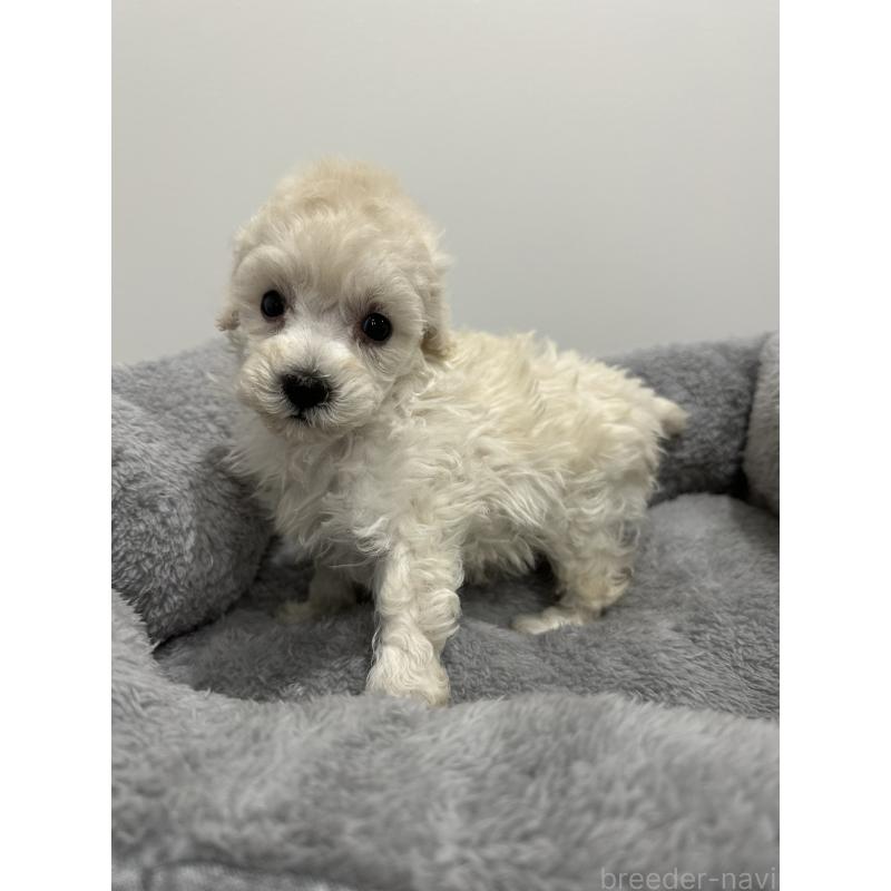 販売中の兵庫県のトイプードル-446812の5枚目