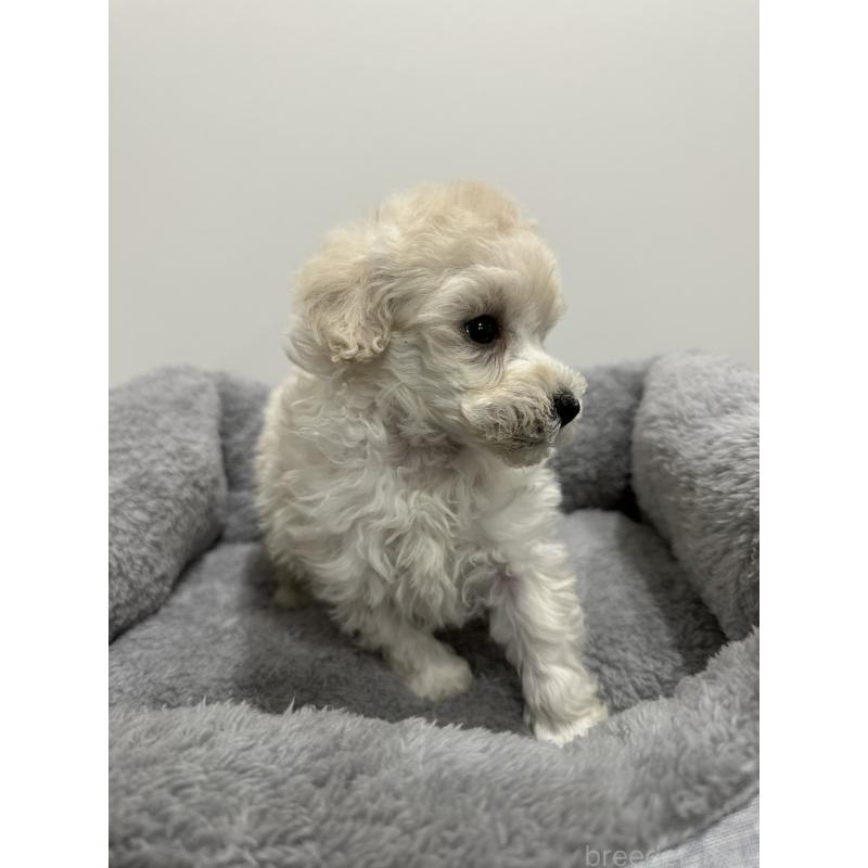 販売中の兵庫県のトイプードル-446812の4枚目