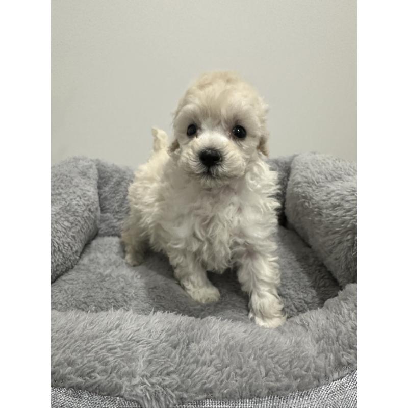 販売中の兵庫県のトイプードル-446812の3枚目