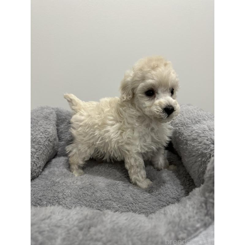 販売中の兵庫県のトイプードル-446812の2枚目
