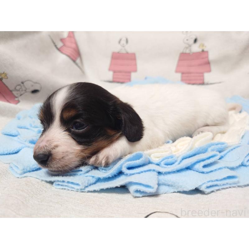 販売中の福岡県のミニチュアダックスフンド(ロングヘアード)-446828の5枚目