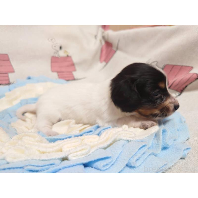 販売中の福岡県のミニチュアダックスフンド(ロングヘアード)-446828の4枚目