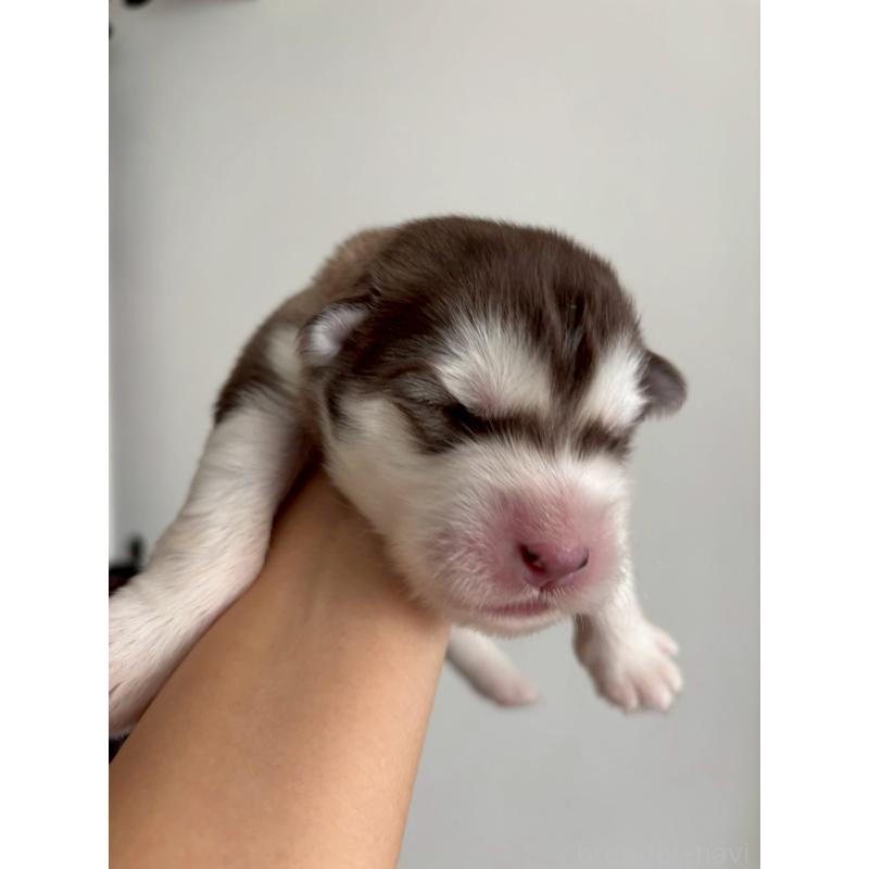 販売中の奈良県のアラスカンマラミュート-446827の5枚目