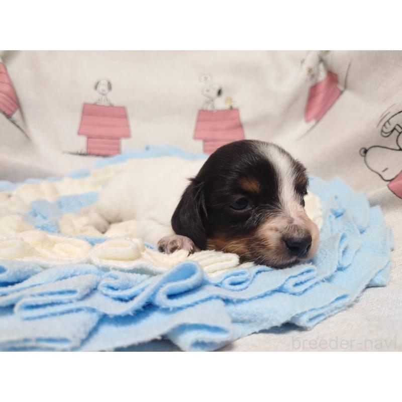 販売中の福岡県のミニチュアダックスフンド(ロングヘアード)-446828の3枚目