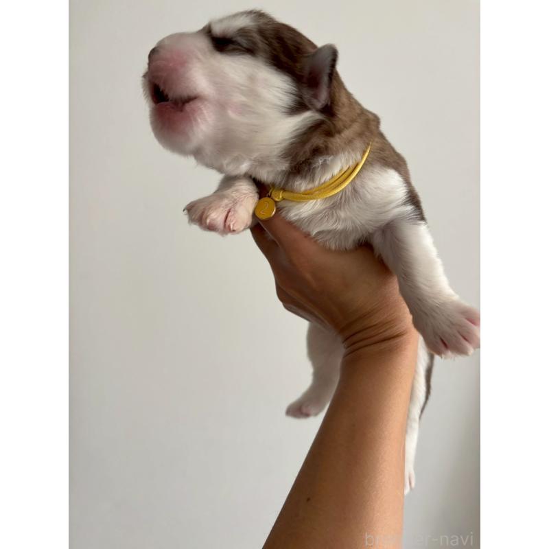 販売中の奈良県のアラスカンマラミュート-446827の4枚目