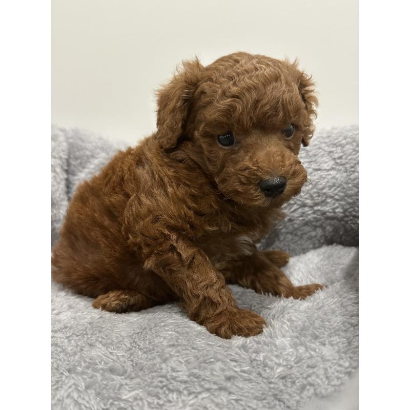 販売中の兵庫県のトイプードル-446813の10枚目