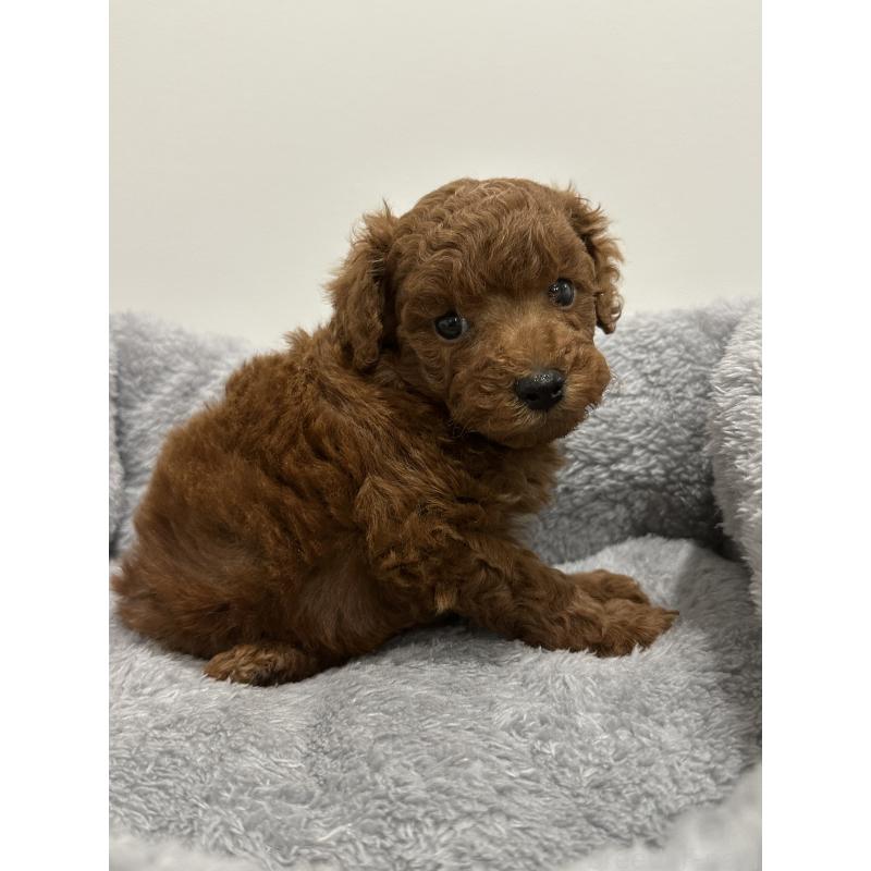 販売中の兵庫県のトイプードル-446813の9枚目