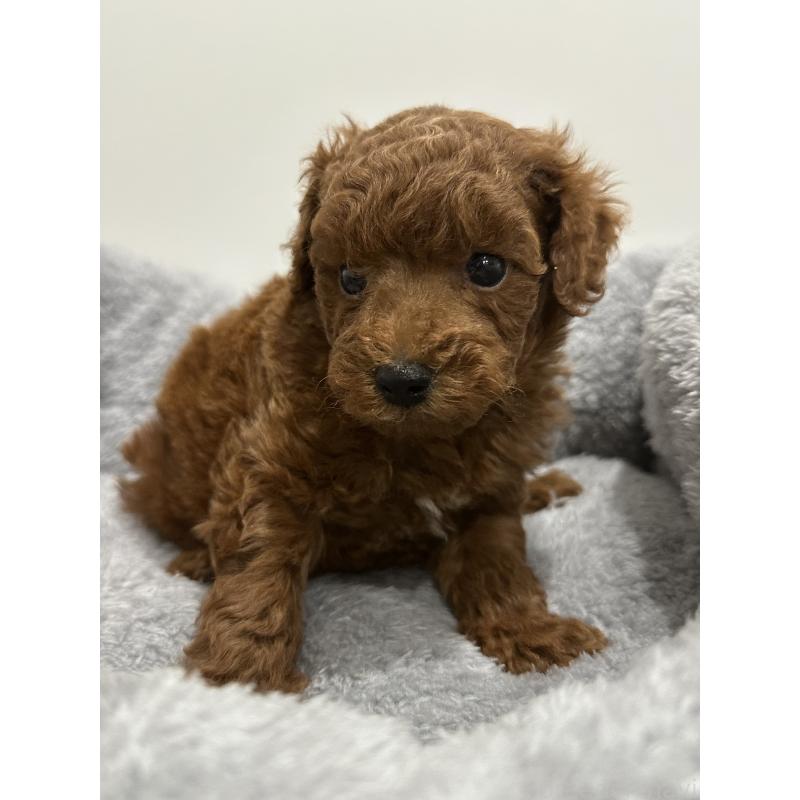 販売中の兵庫県のトイプードル-446813の8枚目