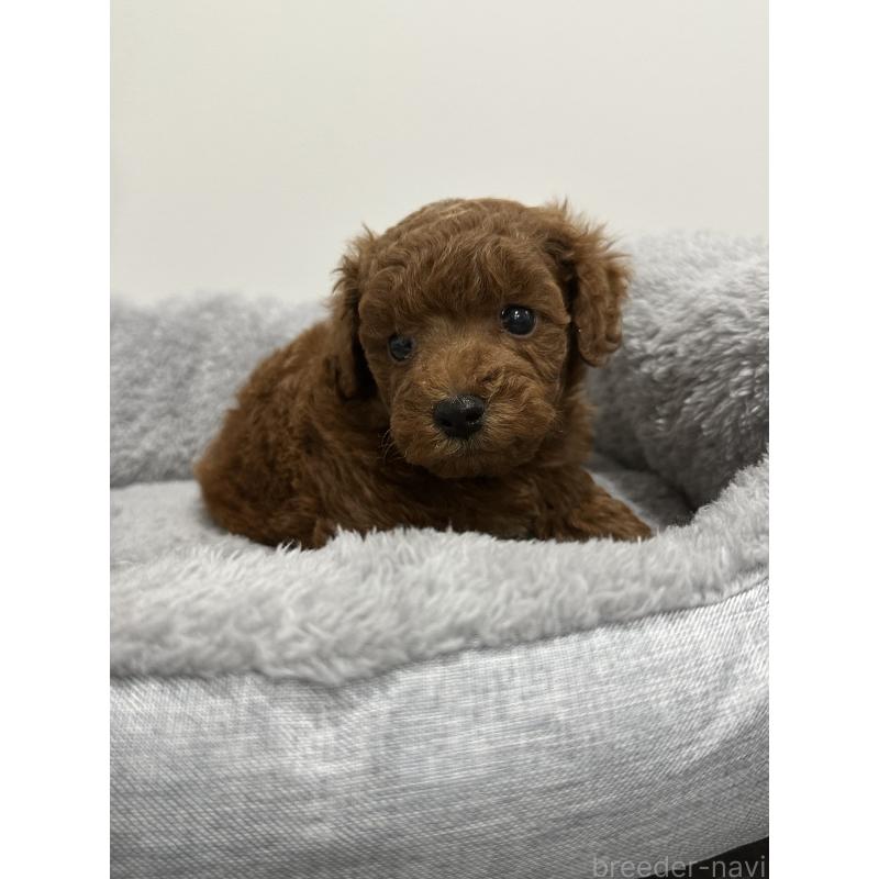 販売中の兵庫県のトイプードル-446813の7枚目