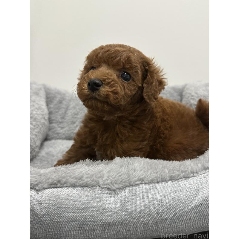 販売中の兵庫県のトイプードル-446813の4枚目