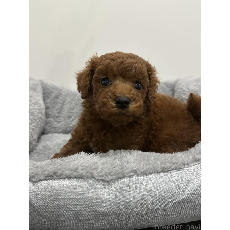 販売中の兵庫県のトイプードル-446813の3枚目