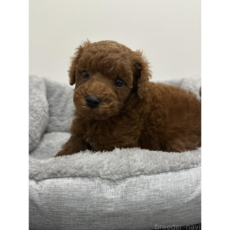 販売中の兵庫県のトイプードル-446813の2枚目