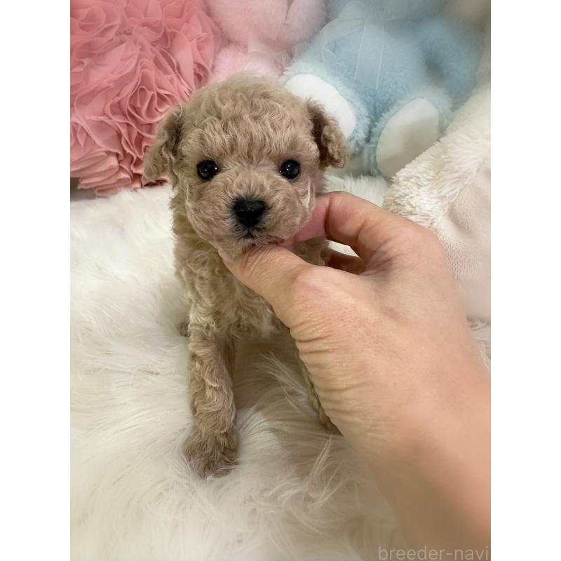 販売中の香川県のティーカッププードル-446829の5枚目