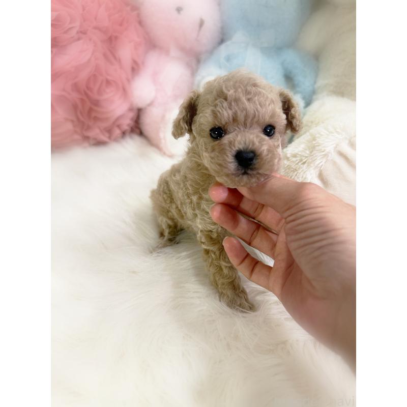 販売中の香川県のティーカッププードル-446829の4枚目