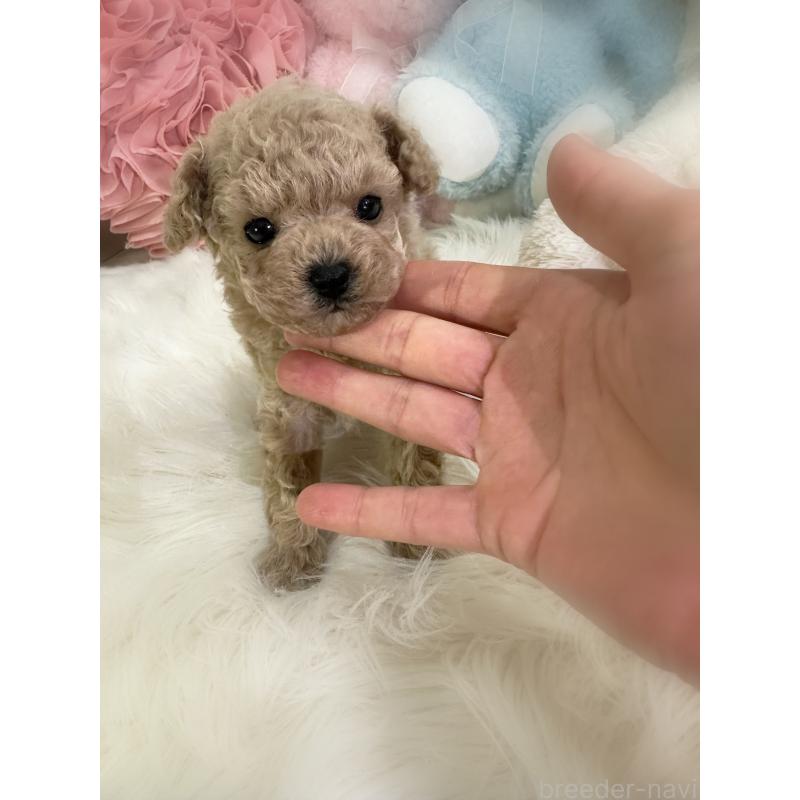 販売中の香川県のティーカッププードル-446829の3枚目