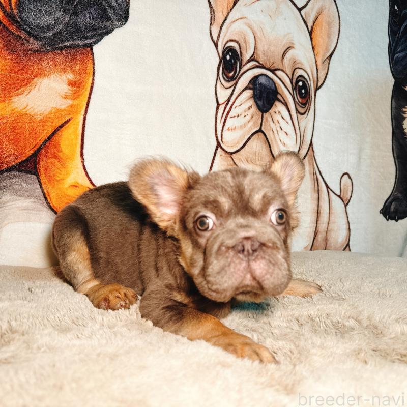 成約済の奈良県のフレンチブルドッグ-440458の2枚目