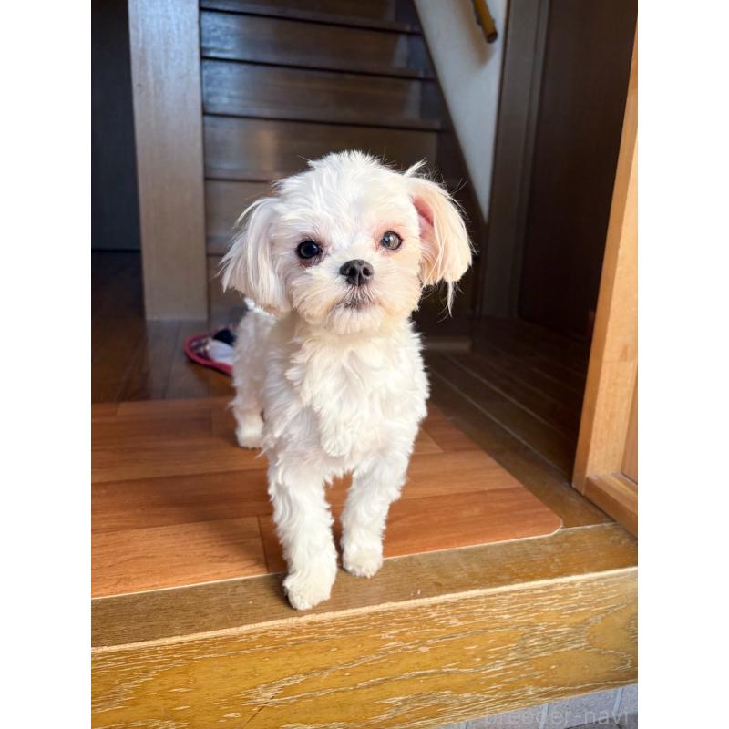 商談中の福岡県のマルチーズ-411523の3枚目