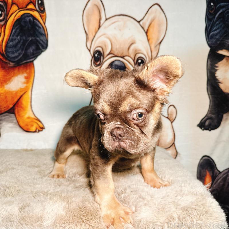 販売中の奈良県のフレンチブルドッグ-440455の4枚目