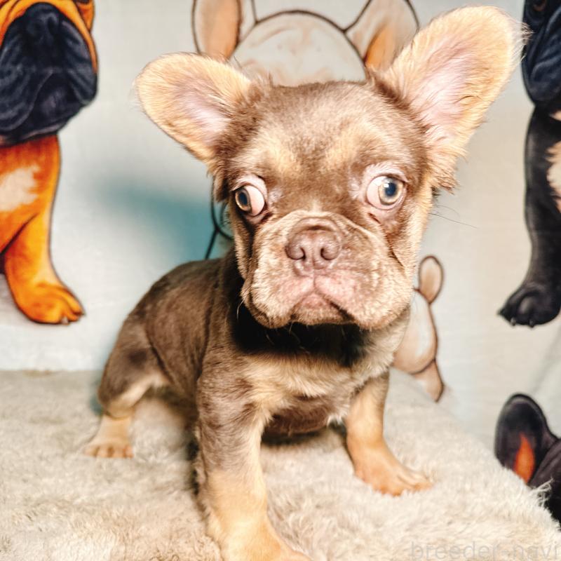 販売中の奈良県のフレンチブルドッグ-440455の3枚目
