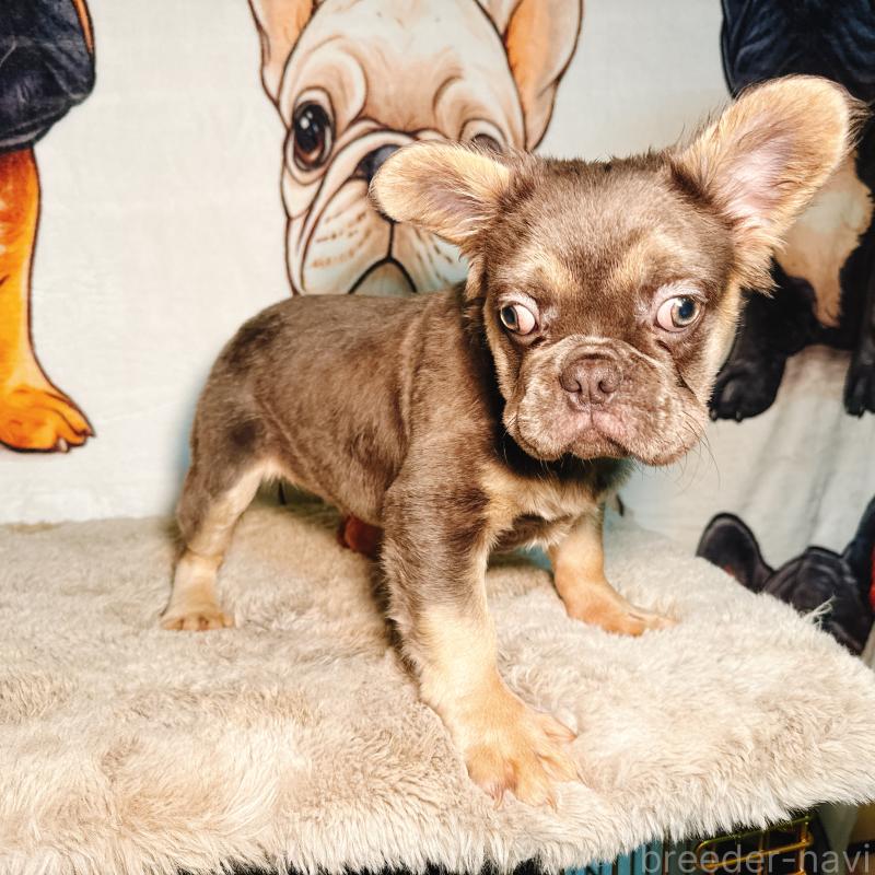 販売中の奈良県のフレンチブルドッグ-440455の2枚目