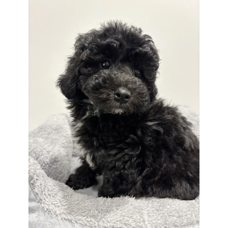 販売中の兵庫県のトイプードル-446809の9枚目