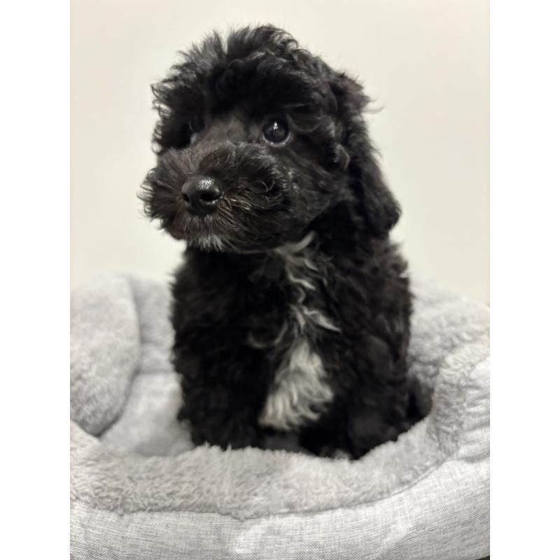 販売中の兵庫県のトイプードル-446809の8枚目