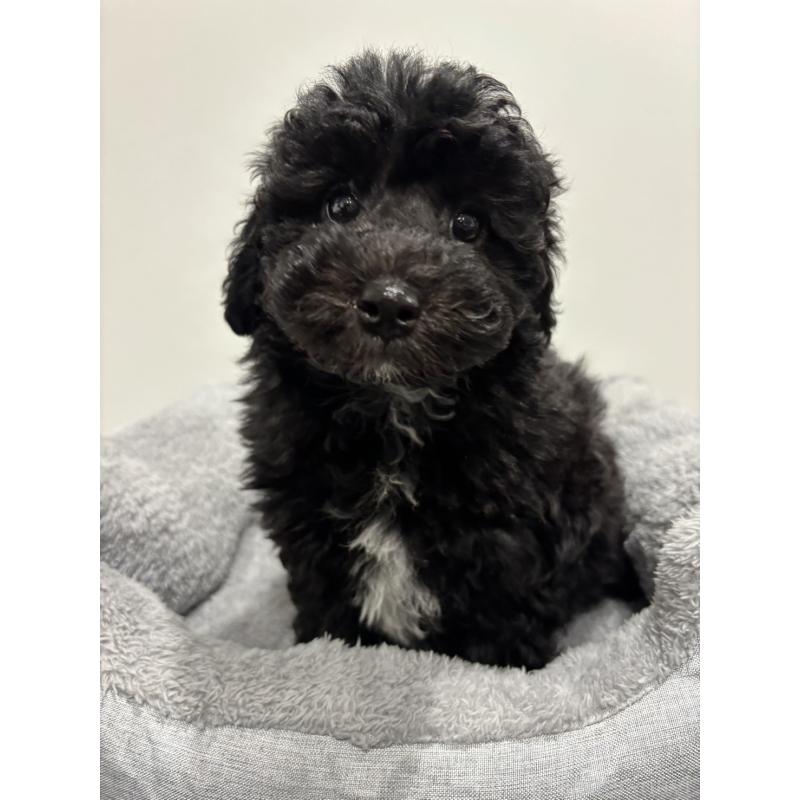 販売中の兵庫県のトイプードル-446809の7枚目