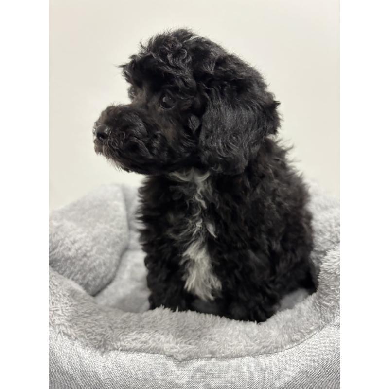 販売中の兵庫県のトイプードル-446809の6枚目