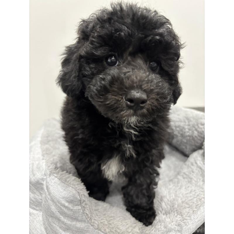 販売中の兵庫県のトイプードル-446809の5枚目