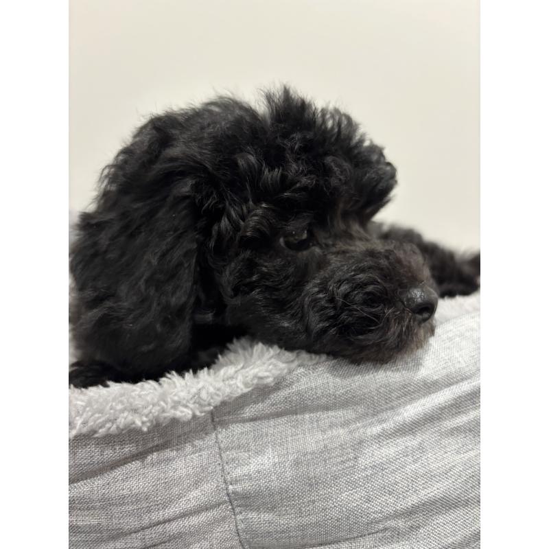 販売中の兵庫県のトイプードル-446809の4枚目