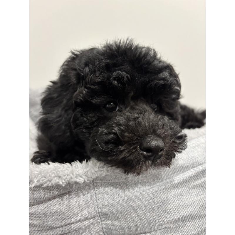 販売中の兵庫県のトイプードル-446809の3枚目